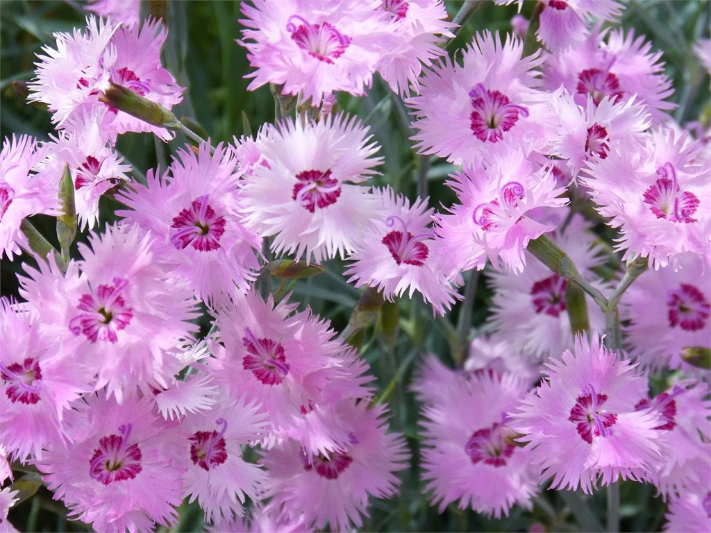 Foto 1 Clavelina (Dianthus Chinensis)