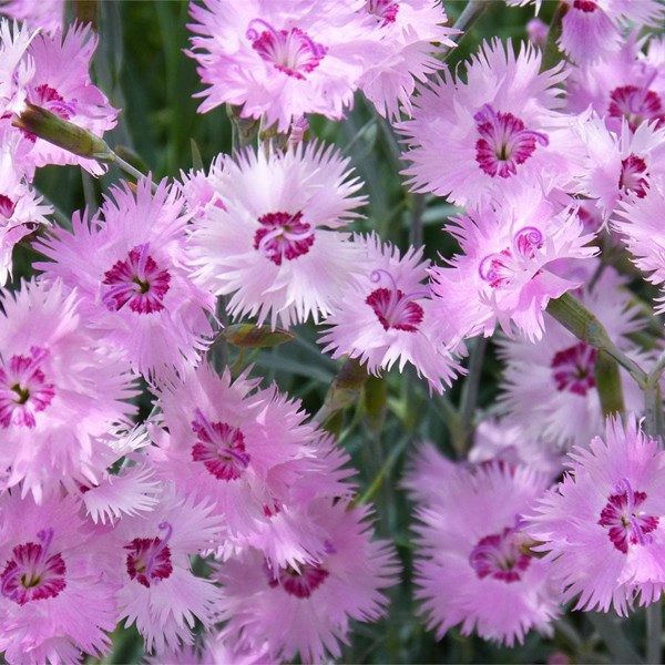 Clavelina (Dianthus Chinensis)