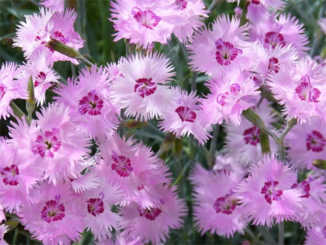 Clavelina (Dianthus Chinensis)