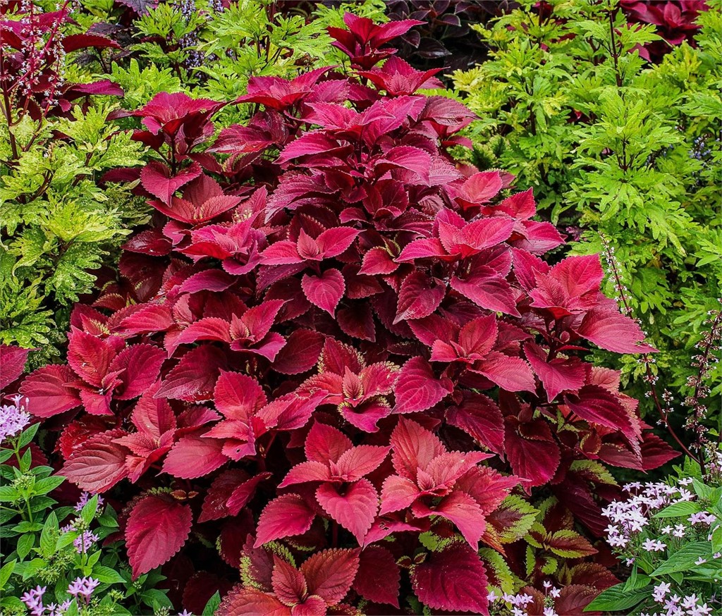 Foto 1 Cóleos (Coleus Blumei)