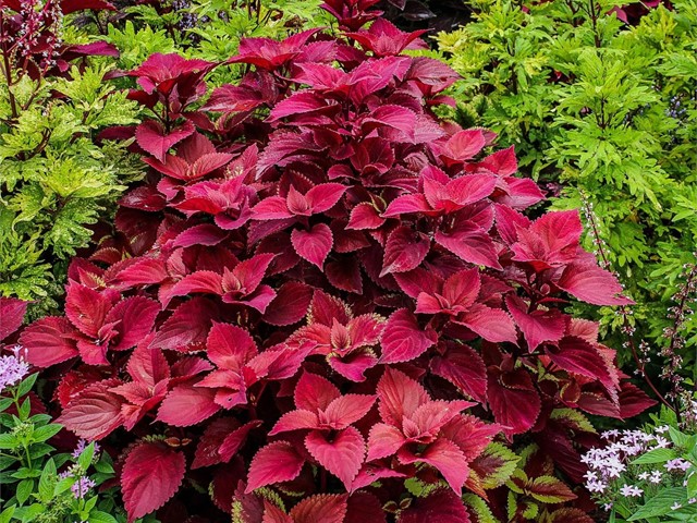 Cóleos (Coleus Blumei)