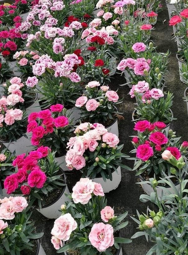 Foto 1  Dianthus (Clavel)