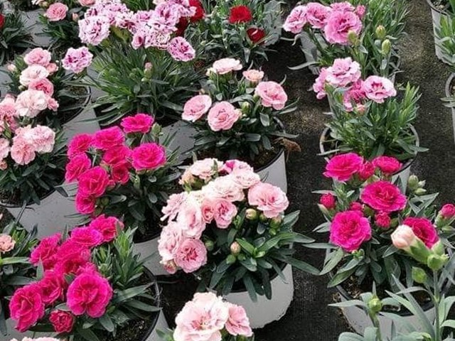  Dianthus (Clavel)