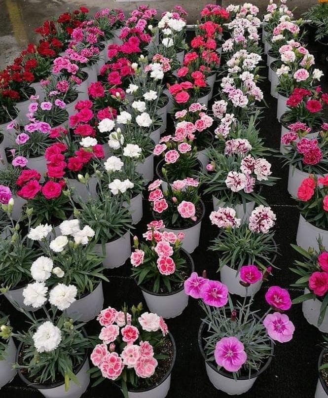 Foto 2  Dianthus (Clavel)