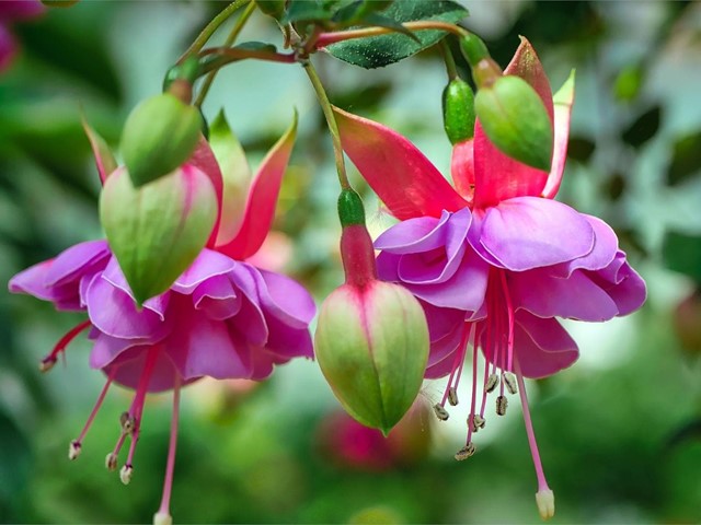 Fuchsia