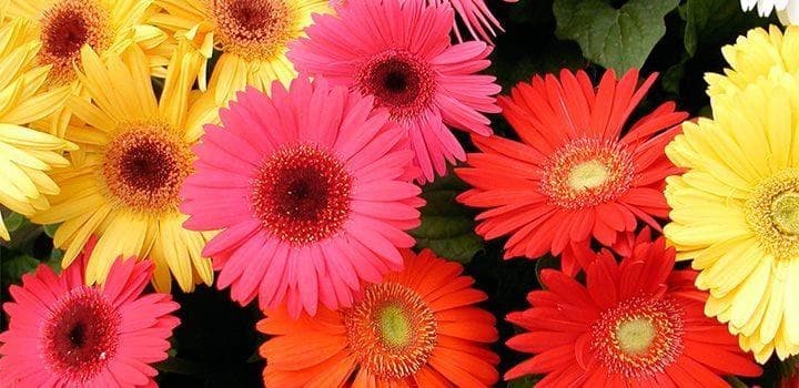 Foto 1 Gerbera