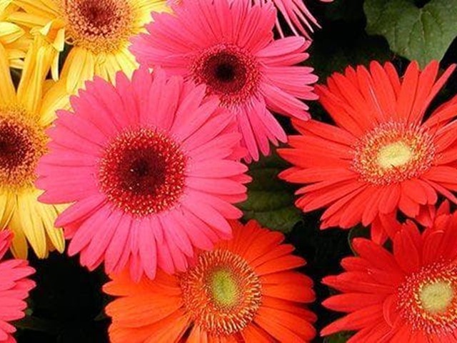 Gerbera