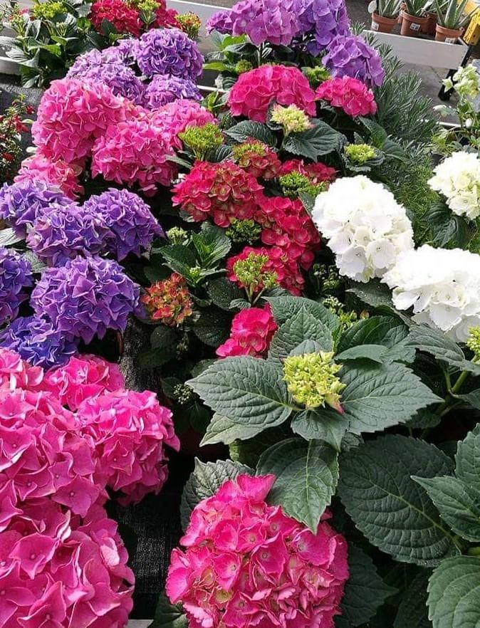 Foto 1 Hortensia