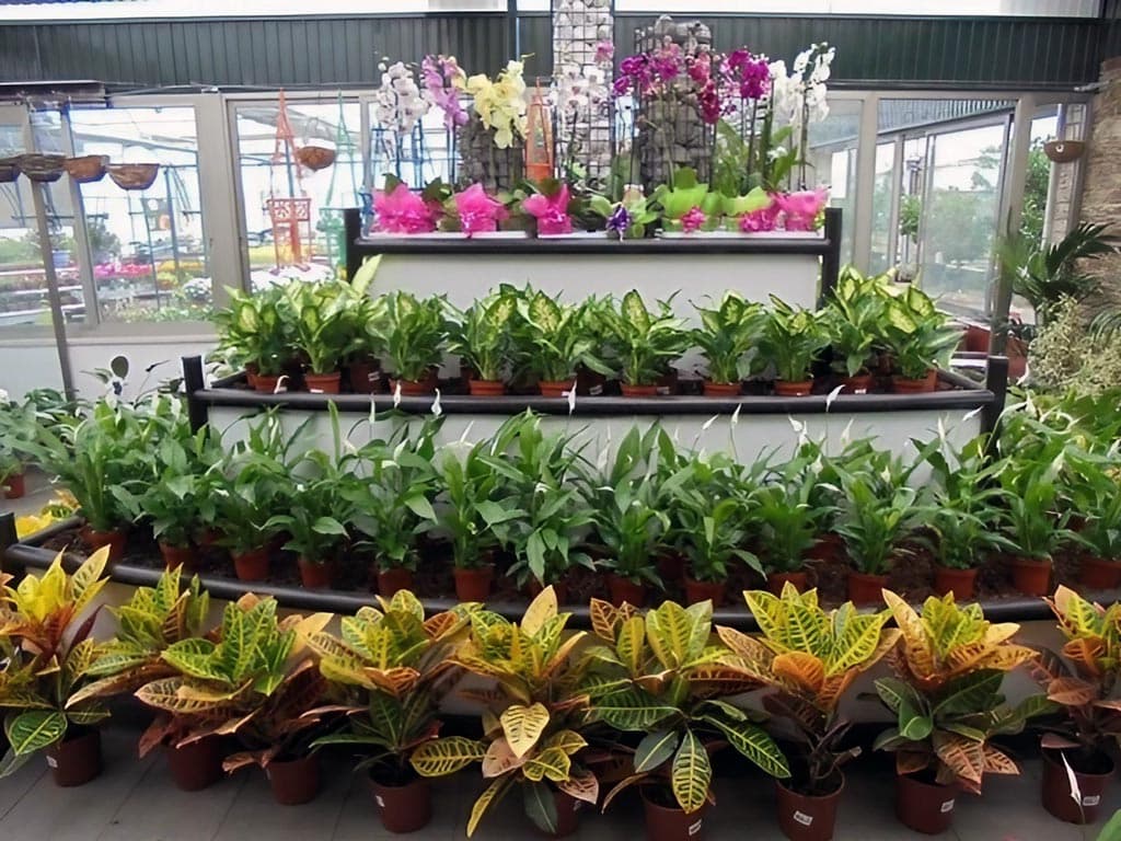 Alquilamos plantas para eventos