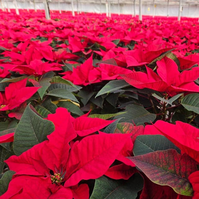 Poinsettias