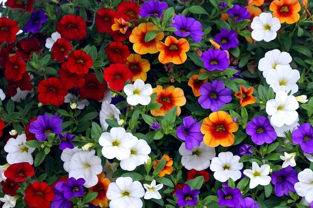 Calibrachoa
