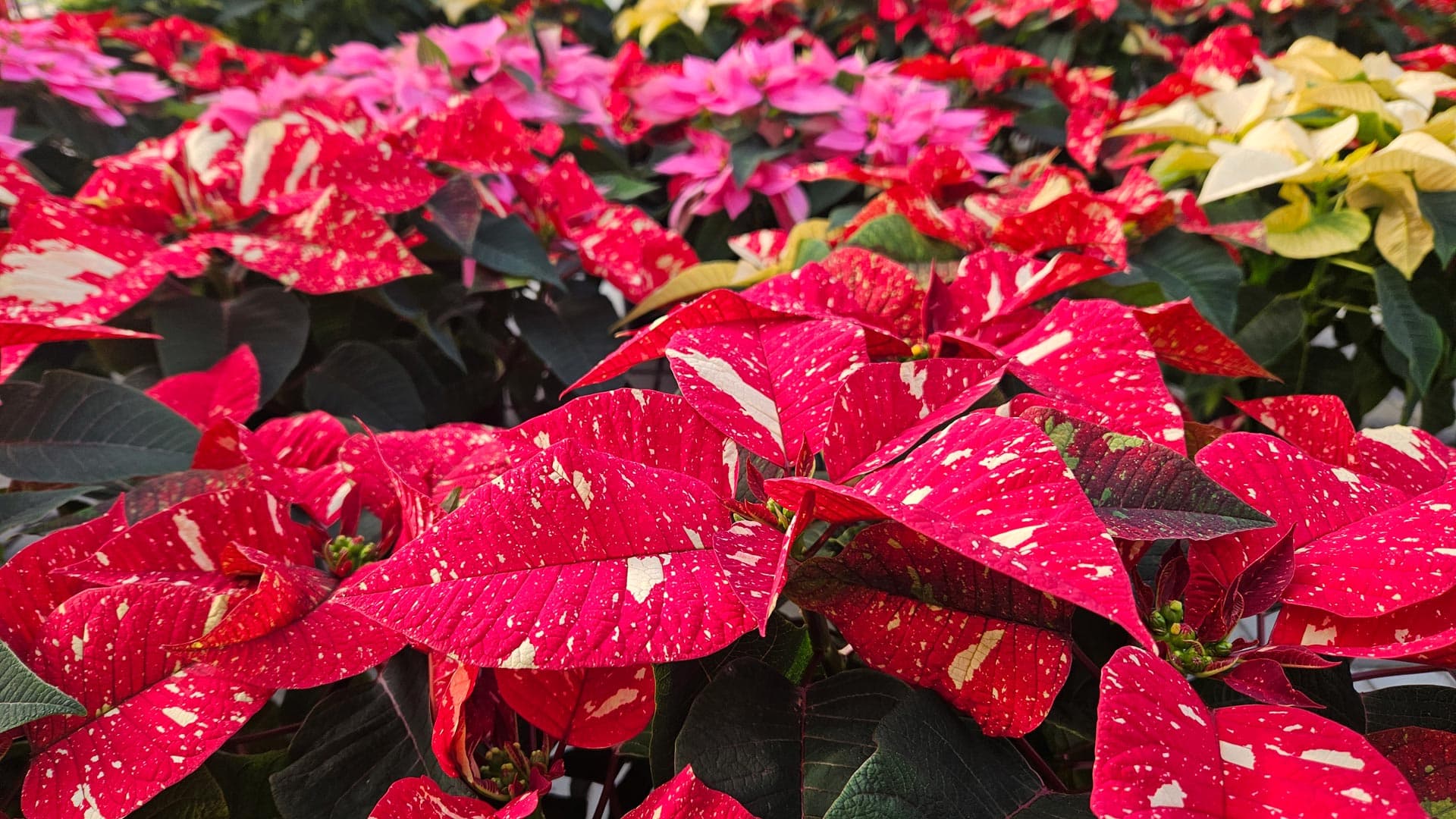 ¡Compra tu Flor de Navidad en Viveiros Compostela!