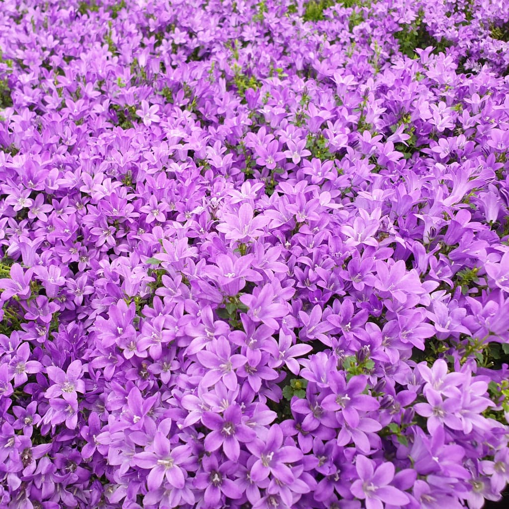 Conoce nuestra historia