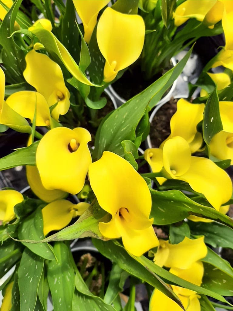 Conoce nuestra historia