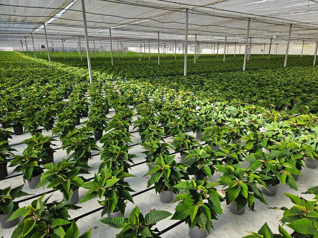 Flor de Pascua de alta calidad