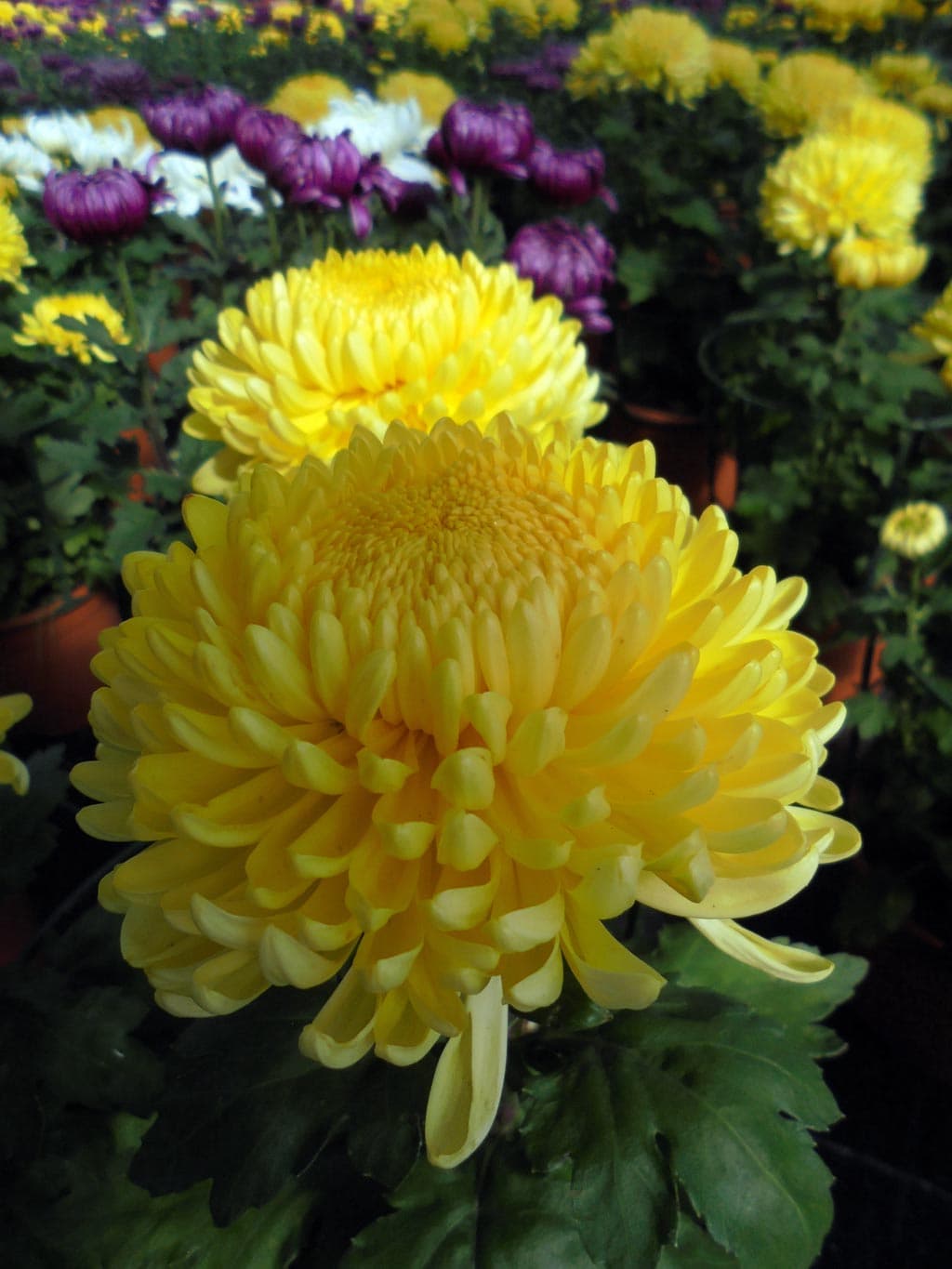 Echa un ojo a los crisantemos que tenemos en nuestro vivero