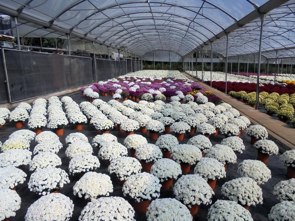 Echa un ojo a los crisantemos que tenemos en nuestro vivero