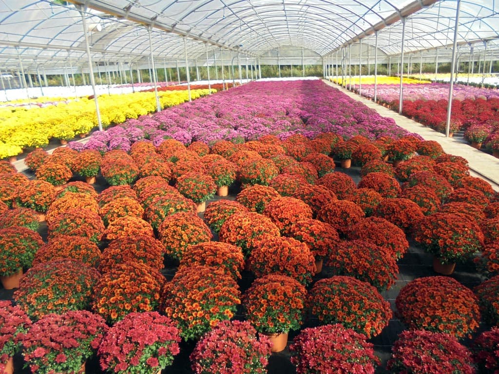 Echa un ojo a los crisantemos que tenemos en nuestro vivero