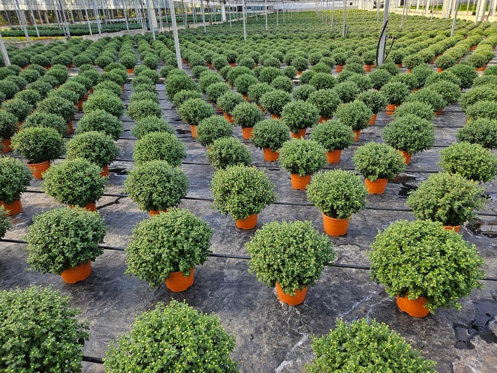 Echa un ojo a los crisantemos que tenemos en nuestro vivero
