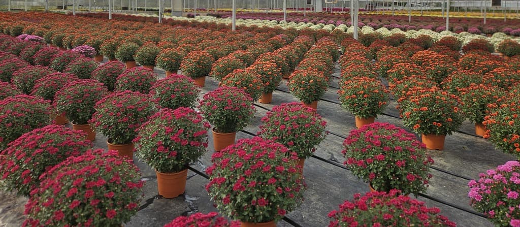 Echa un ojo a los crisantemos que tenemos en nuestro vivero