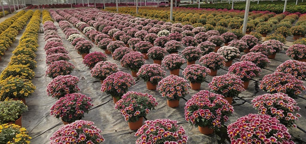 Echa un ojo a los crisantemos que tenemos en nuestro vivero
