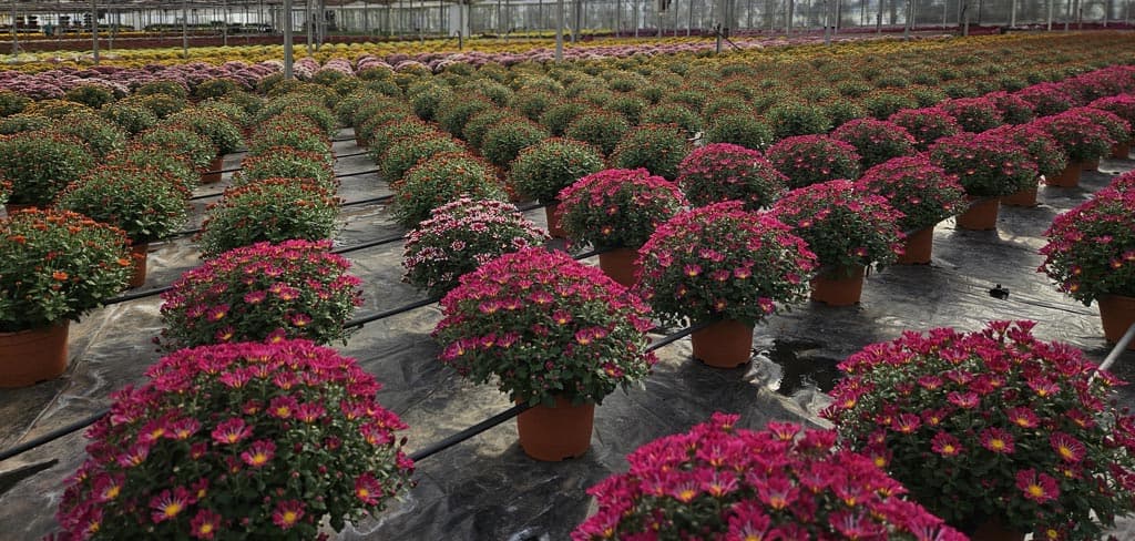 Echa un ojo a los crisantemos que tenemos en nuestro vivero