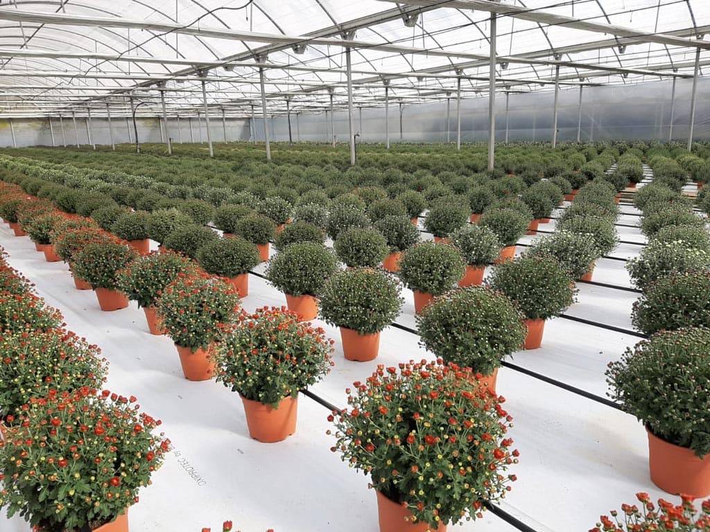 Echa un ojo a los crisantemos que tenemos en nuestro vivero