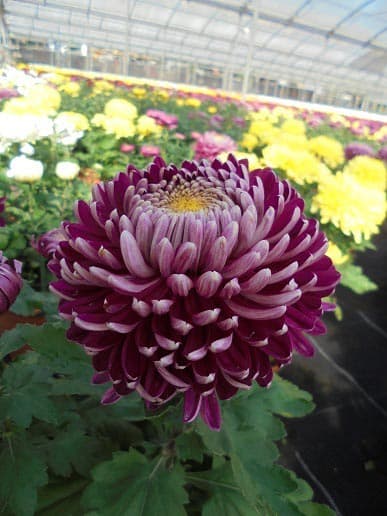 Echa un ojo a los crisantemos que tenemos en nuestro vivero