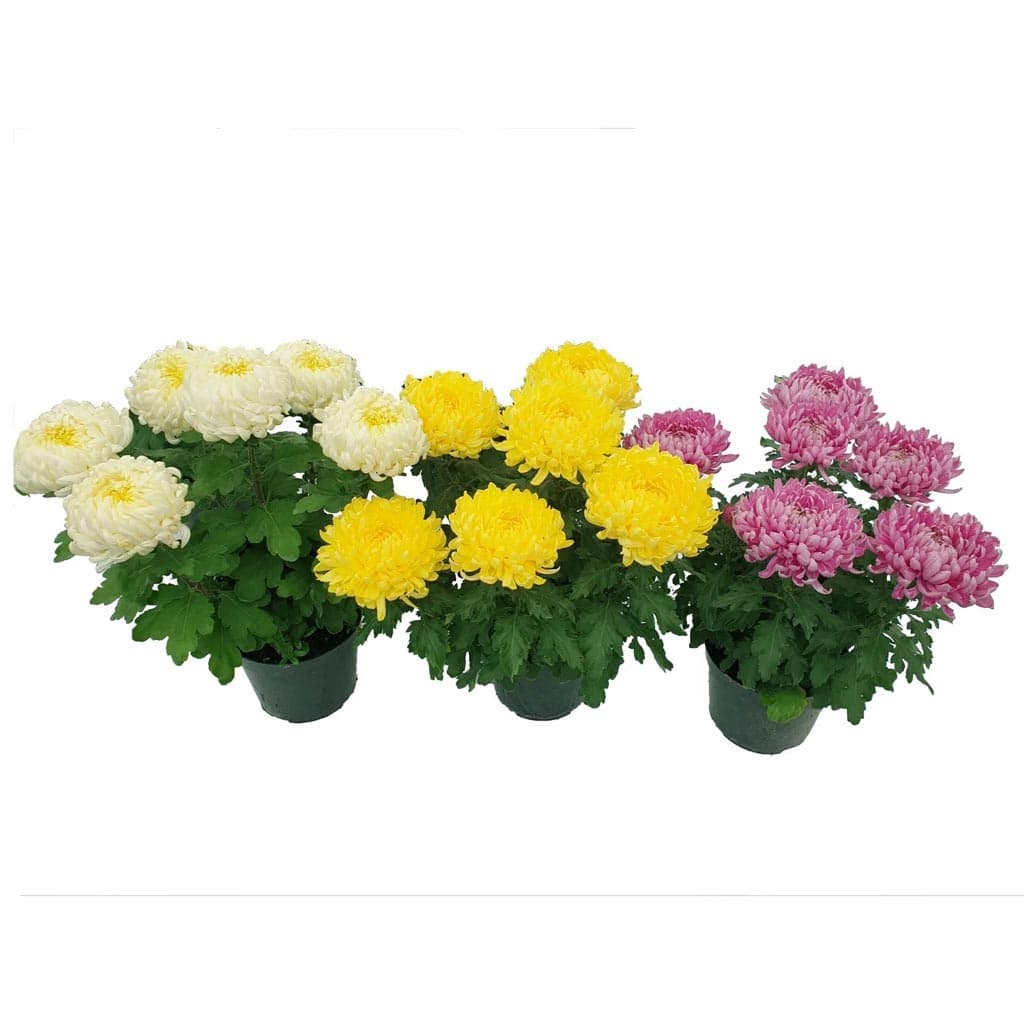 Echa un ojo a los crisantemos que tenemos en nuestro vivero