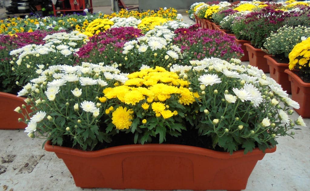 Echa un ojo a los crisantemos que tenemos en nuestro vivero