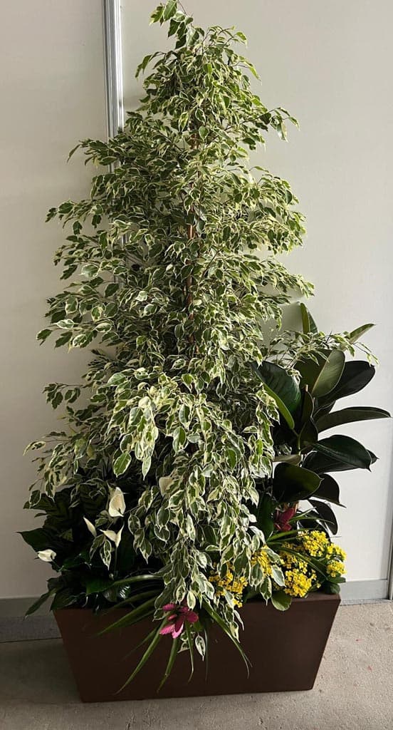 Crea recuerdos inolvidables con un toque natural