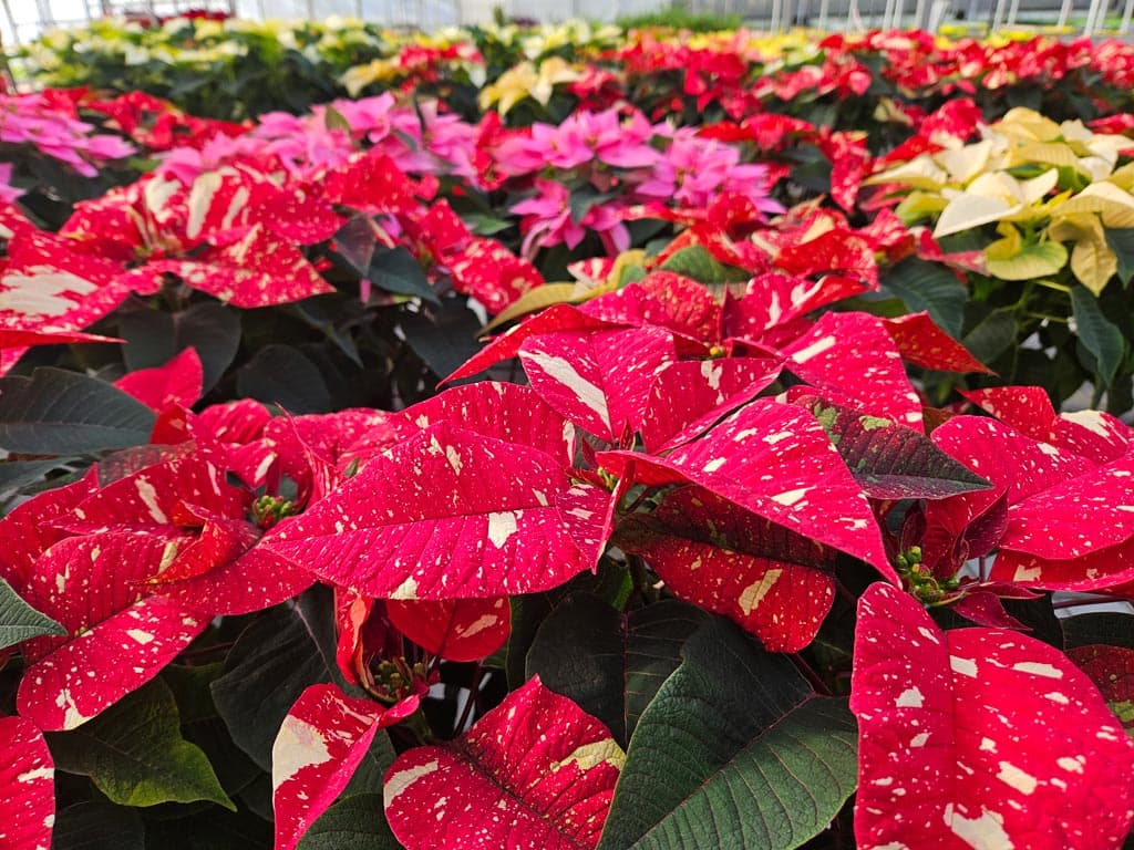 Echa un vistazo a nuestra selección de Flores de Navidad