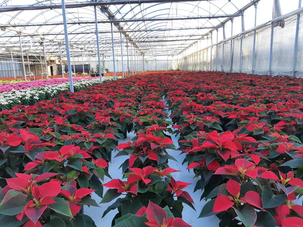 Echa un vistazo a nuestra selección de Flores de Navidad