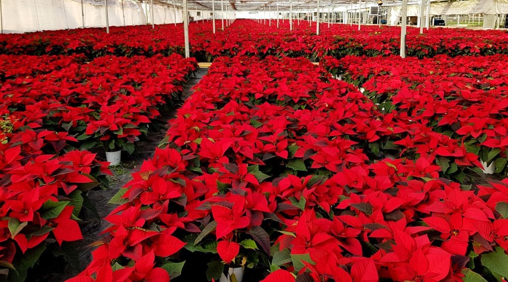Echa un vistazo a nuestra selección de Flores de Navidad