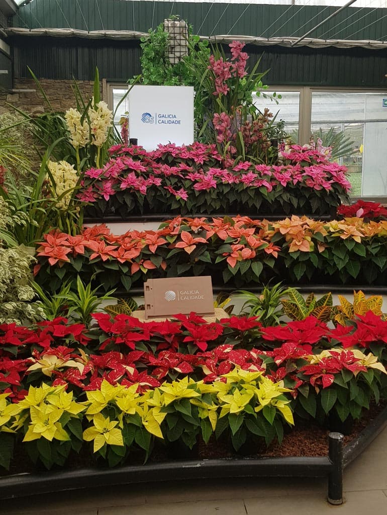 Echa un vistazo a nuestra selección de Flores de Navidad