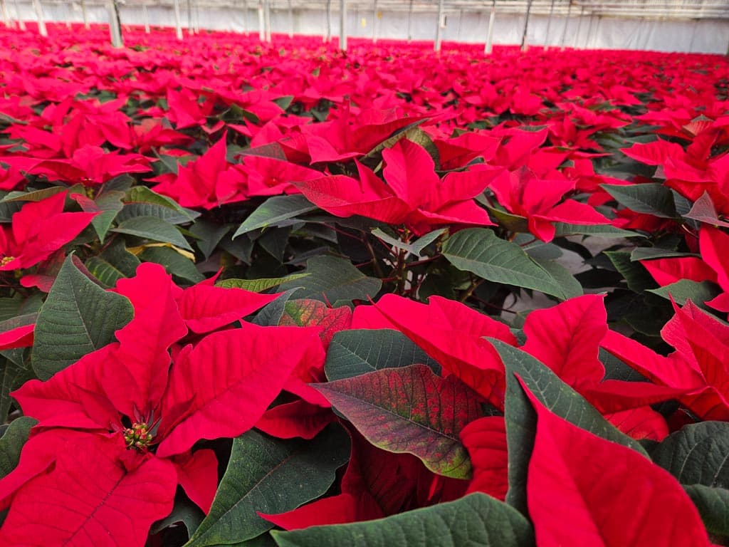 Echa un vistazo a nuestra selección de Flores de Navidad
