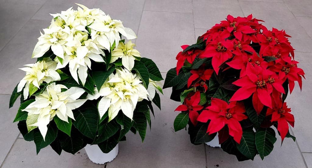 Echa un vistazo a nuestra selección de Flores de Navidad