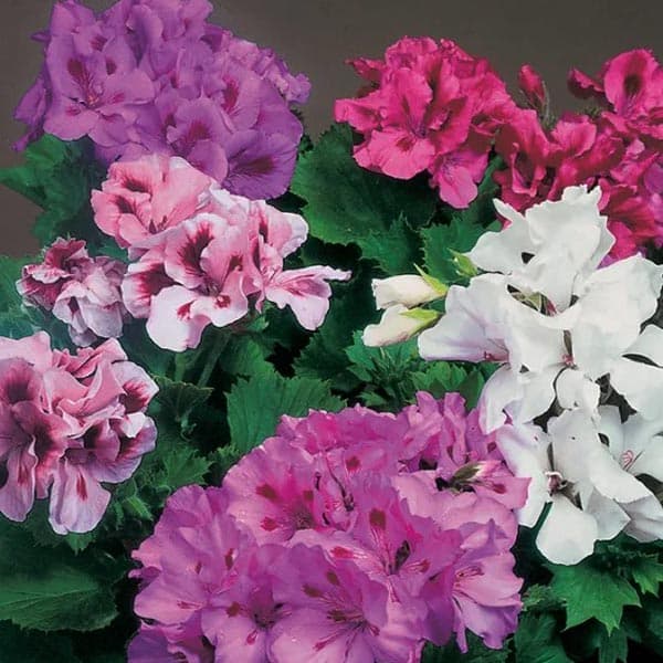 Pelargonio