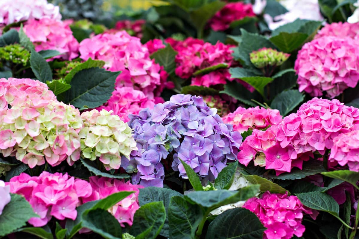 Hortensia