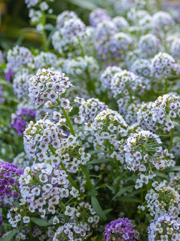 Lobularia