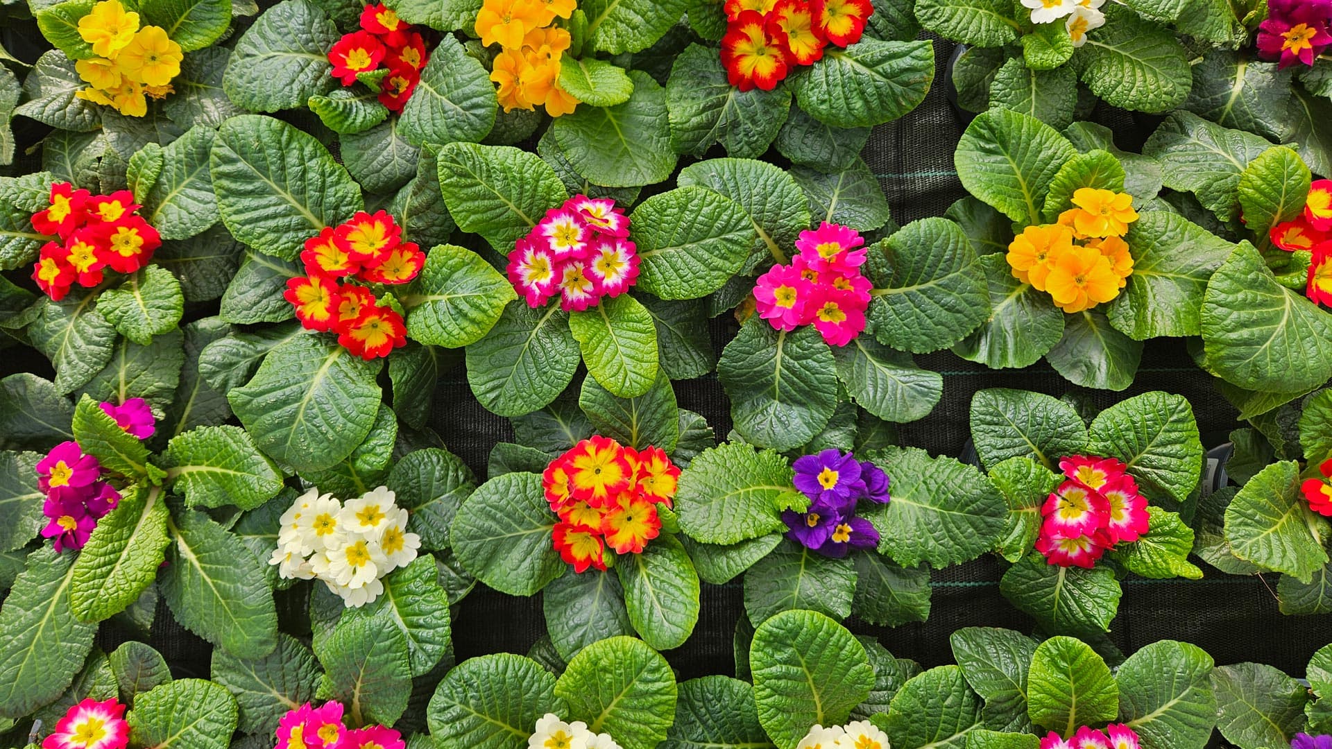 ¿Quieres comprar alguna?