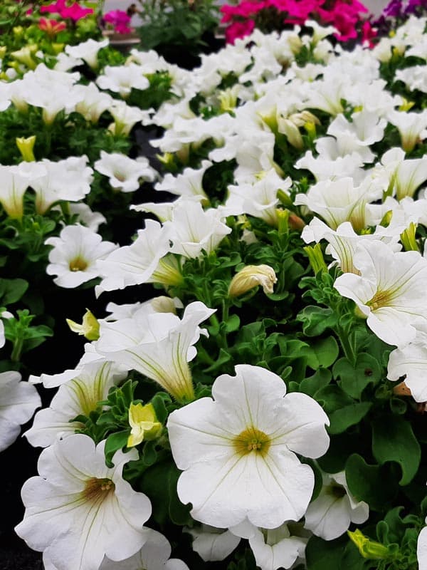 Surfinia y Surfinia mini