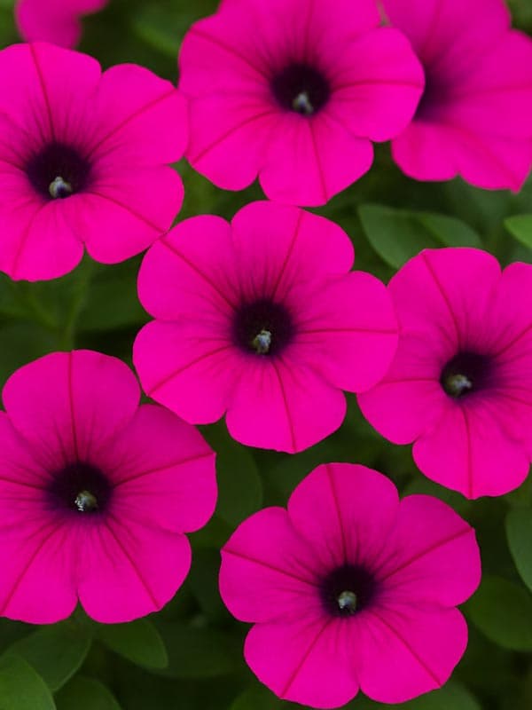 Surfinia y Surfinia mini