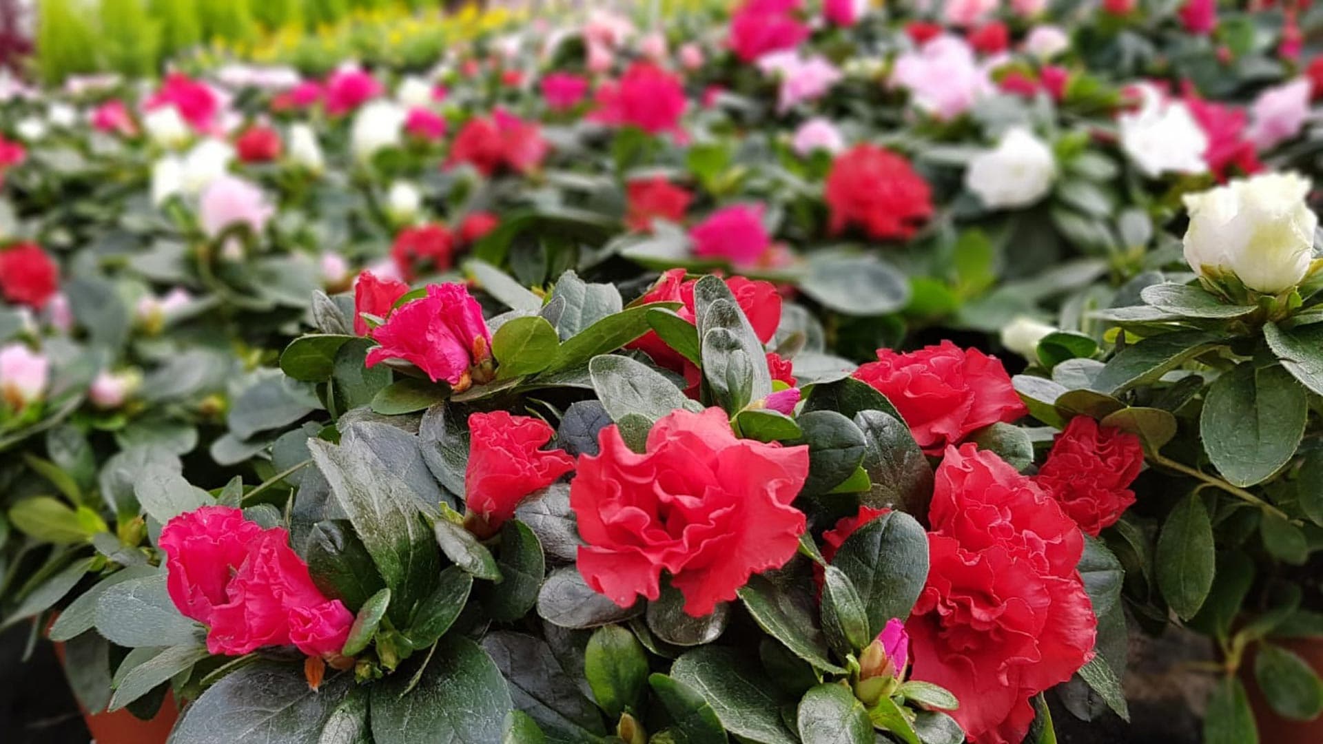 ¡Te esperamos en Viveiros Compostela!