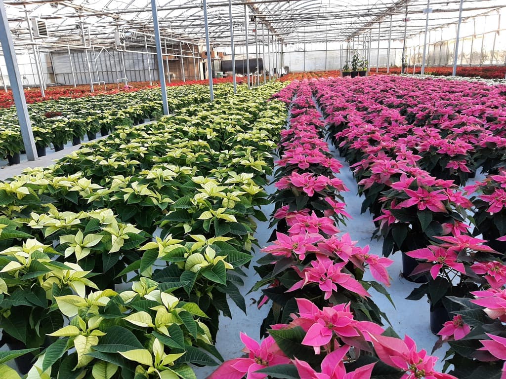 Te lo contamos todo sobre las poinsettias