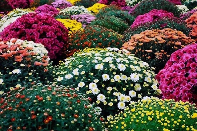 Perfectos para crear arreglos florales y ramos