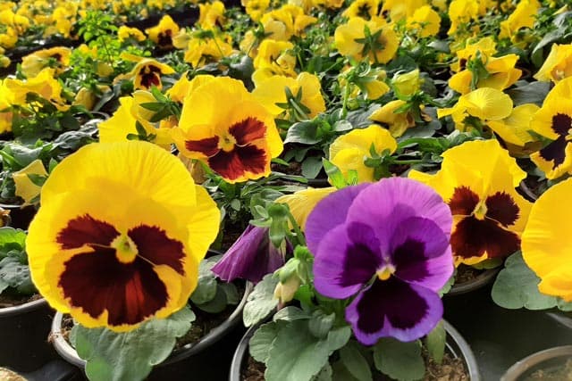 Aquí encontrarás plantas de temporada de la mejor calidad