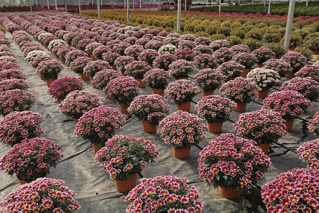 Compra aquí tus flores para el día de Difuntos