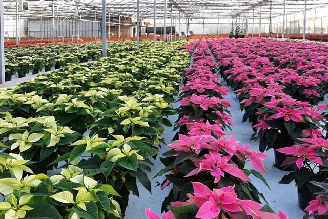 ¡Somos productores de poinsettia!