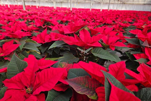 Venta de poinsettias en A Coruña